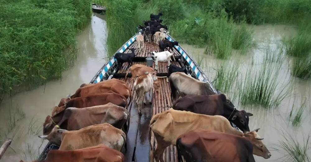 Effects of Assam floods